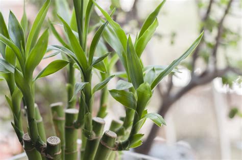 家裡植物風水|風水植物｜不只富貴竹！7款招財/招桃花植物推介+不可不知風水 